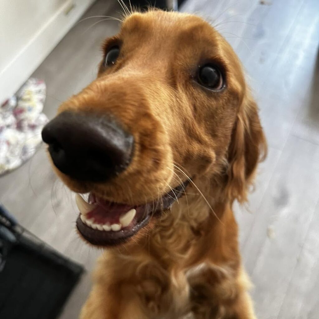 Chester happy after his groom
