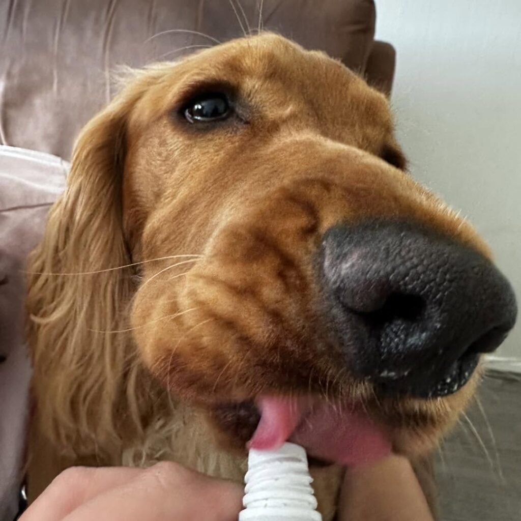 Chester enjoying paste during his groom