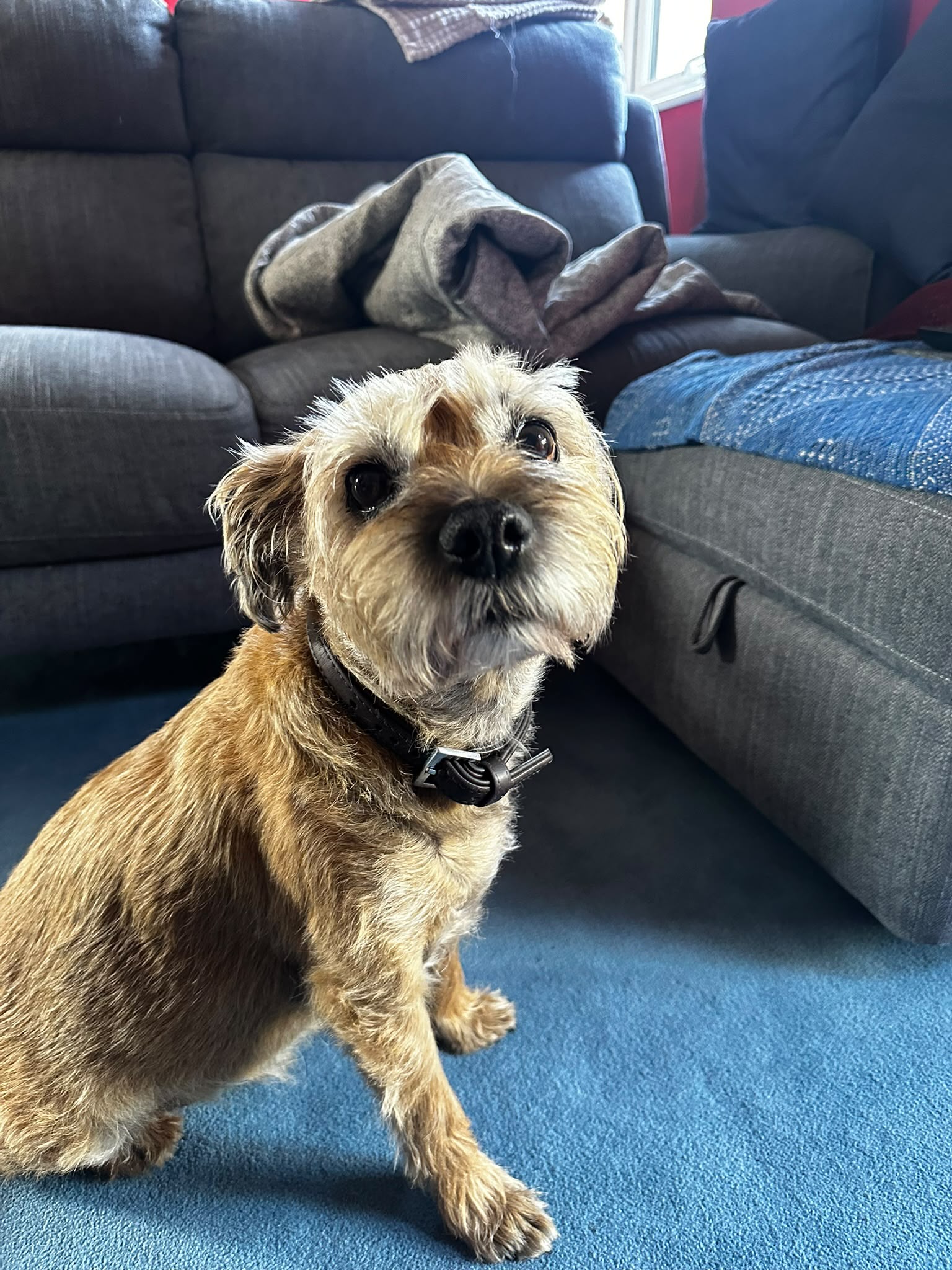 Border Terrier at his librela visit